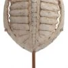 Sculpture Carapace Résine Ivoire Antique Fadil -Philips Boutique sculpture carapace resine ivoire antique fadil 8430026948949 197923